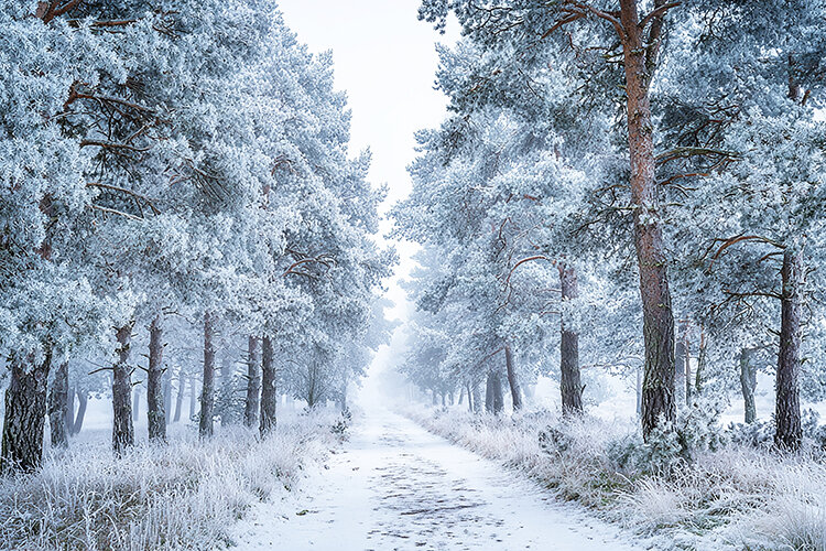 A serene snowy road lined with tall trees in a forest
