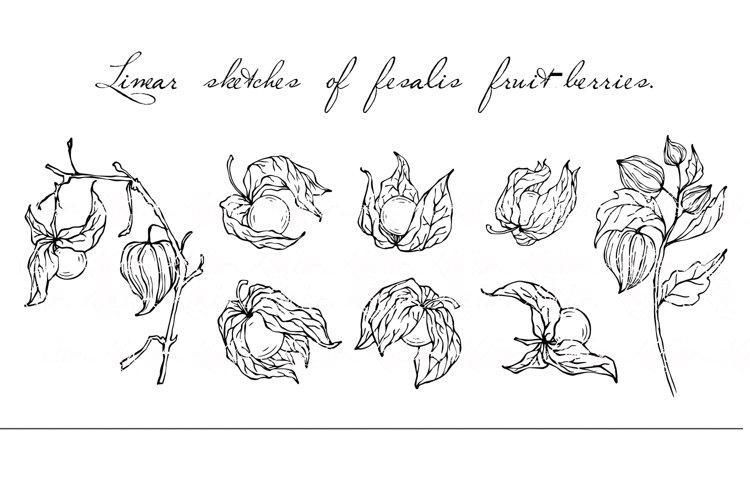 Linear sketches of fesalis fruit-berries.