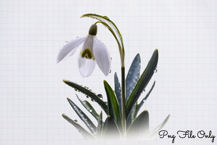 Watercolor Clipart Image 20