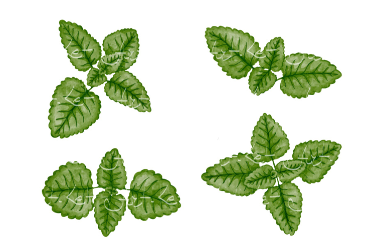 Mint Clipart Image 11