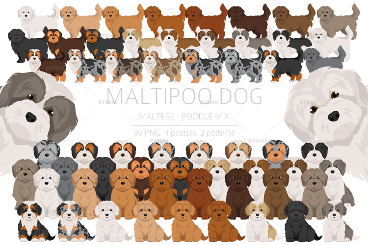 Poodle Clipart Image 16