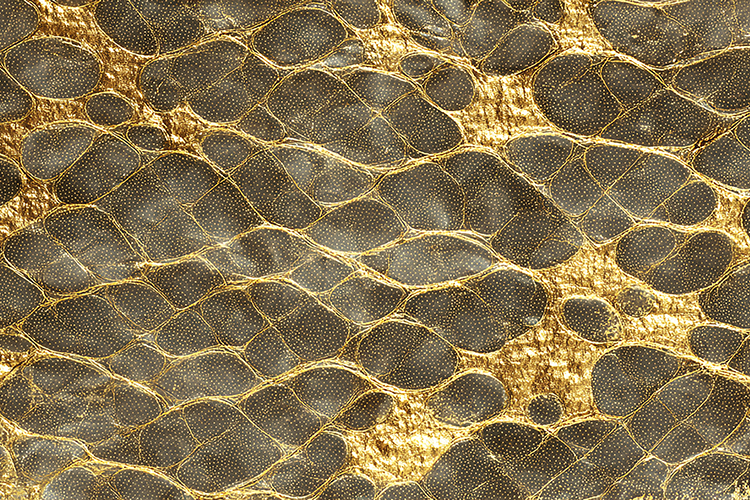 Snake Texture Image 12