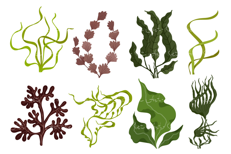 Seaweed Clipart Image 21