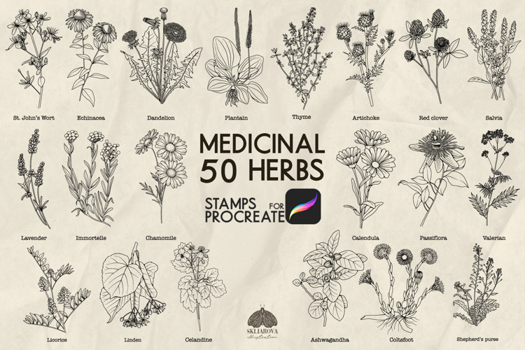 Medicinal herbs Procreate stamp brushes