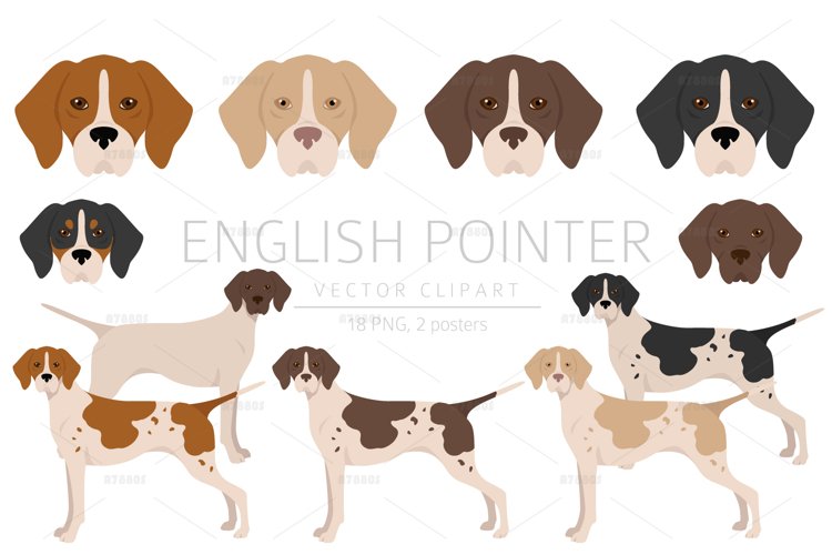 English pointer clipart