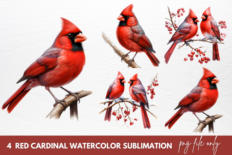 Cardinal Clipart Image 10