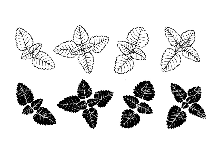 Mint Clipart Image 10