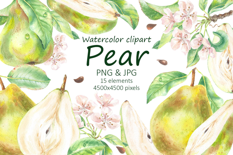 Pear with Flowers and Leaves Watercolor Clip Art Fruit Food