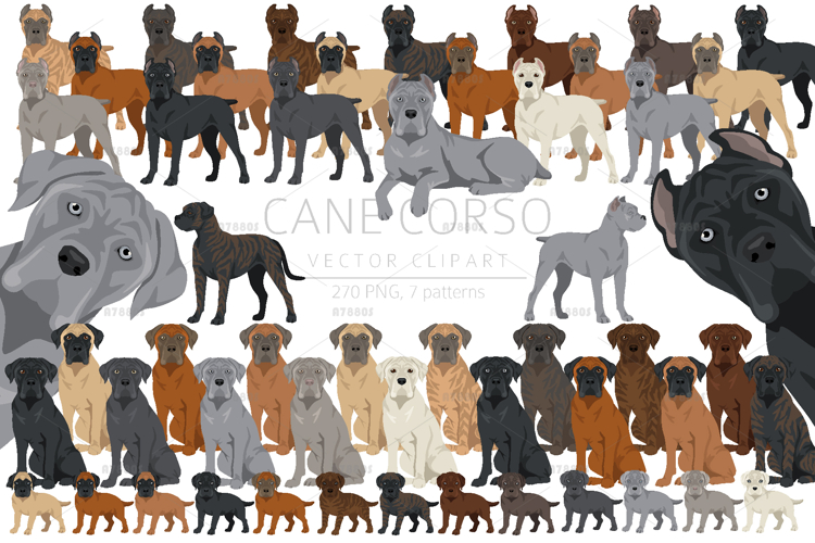 Cane Corso dog clip art