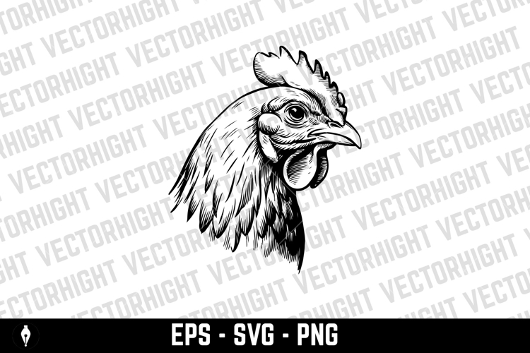 Illustration of chicken in engraving style. Hand drawn chick