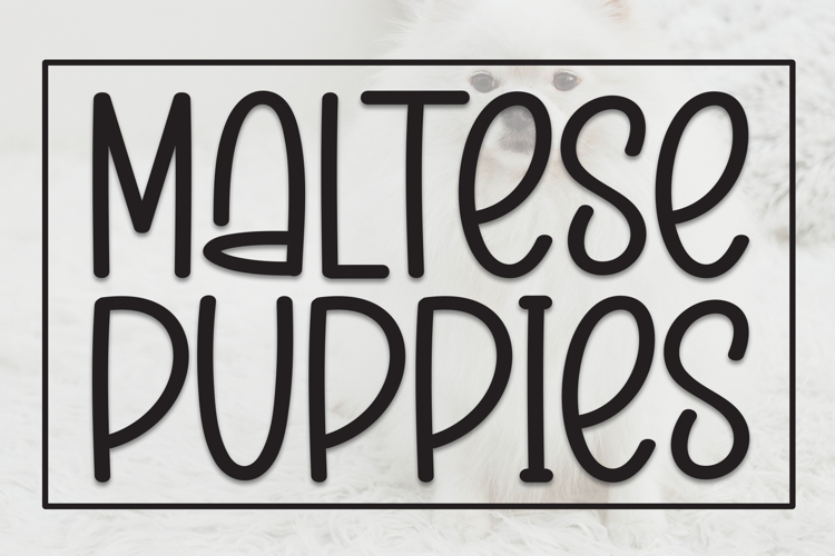 Maltese Puppies