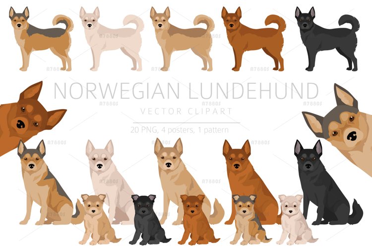 Norwegian Lundehund clipart example image 1