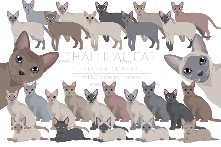 Thai Lilac cat