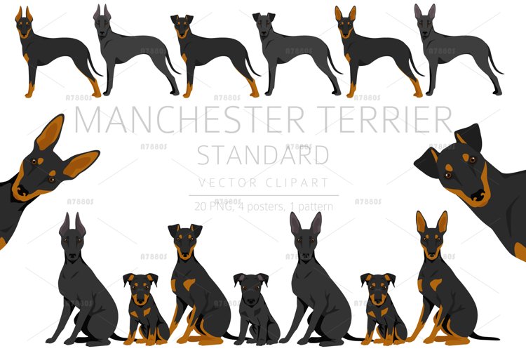 Manchester Terrier Standard clipart