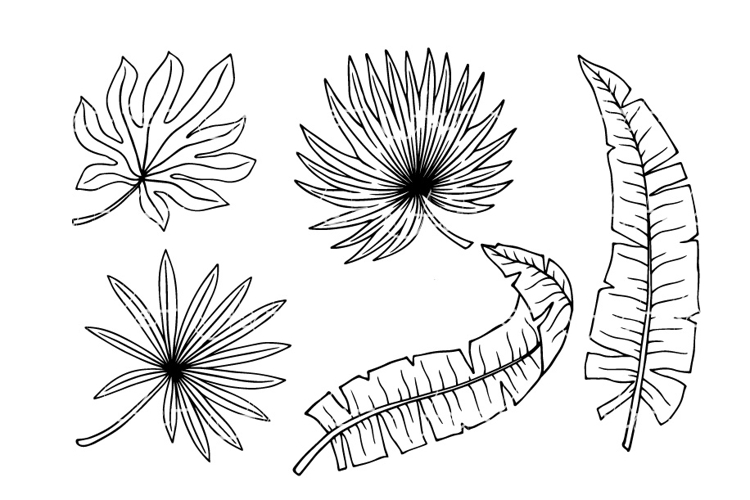 Monstera Clipart Image 12
