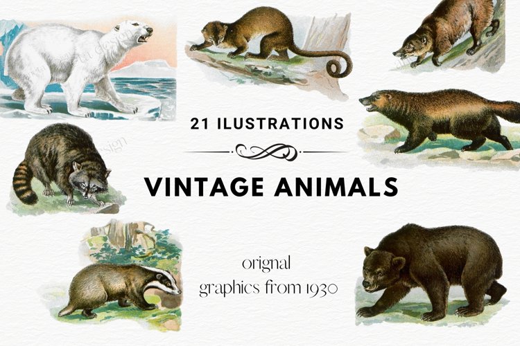 Wild Animals, Vintage Polar Bear Clipart, Raccoon Clipart