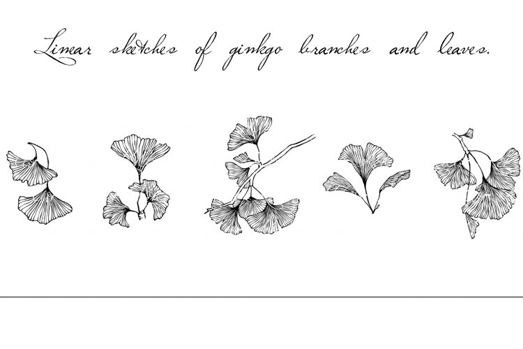 Linear sketches of ginkgo branches and leaves.