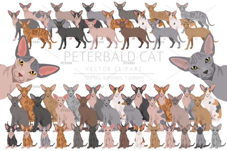 Peterbald cat