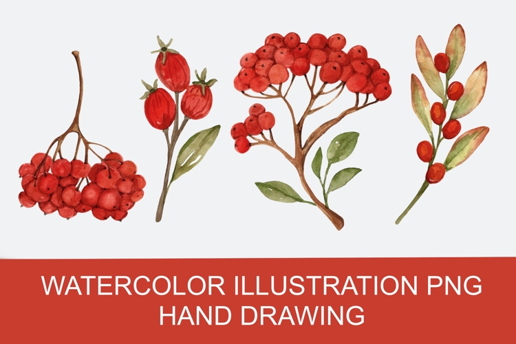 Autumn Roman berry watercolor clipart png, hand drawing