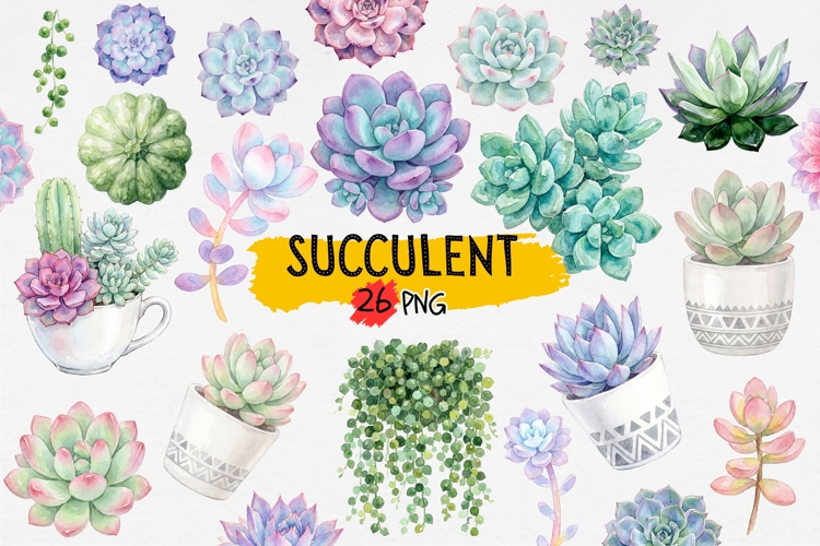 Succulent Png Image 14