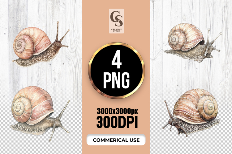 Shell Illustration Image 24