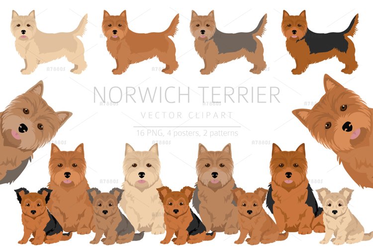 Norwich Terrier clipart