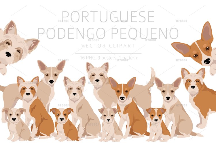 Portuguese Podengo Pequeno clipart