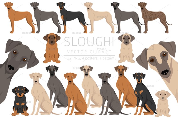 Sloughi clipart