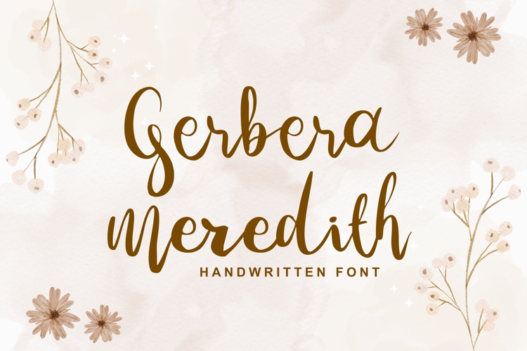 Gerbera Meredith