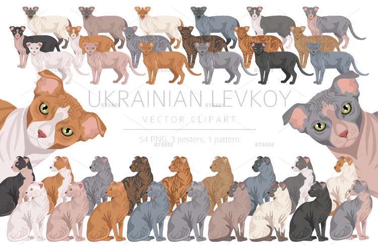 Ukrainian Levkoy cat clip art example image 1
