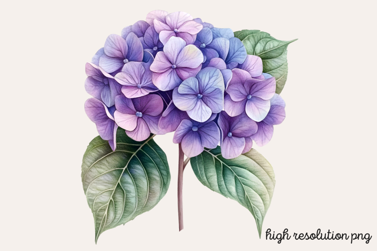 Hydrangea Png Image 9