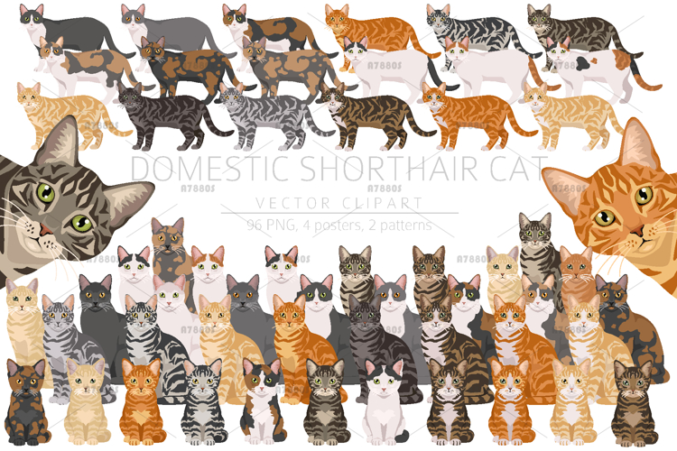 Pet Illustration Image 7