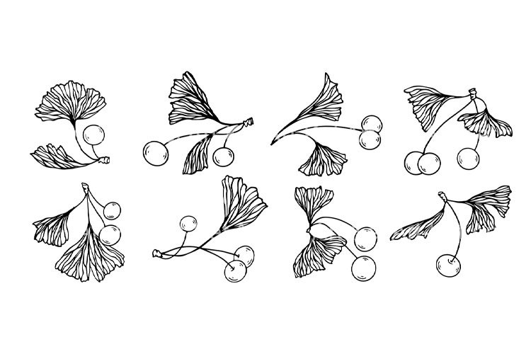 A set of sketches of ginkgo branches and leaves.
