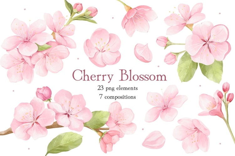 Watercolor Cherry Blossom Clipart