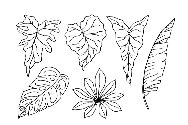 Set of sketches of tropical leaves.