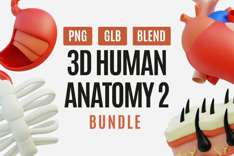Human Anatomy 3D Model Pack 02