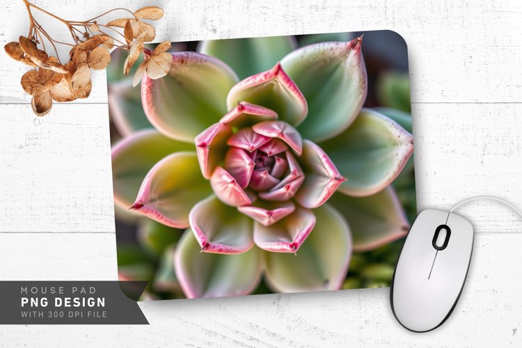 Succulent Png Image 23