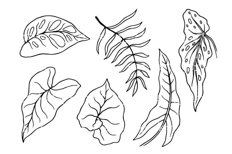 Monstera Clipart Image 11