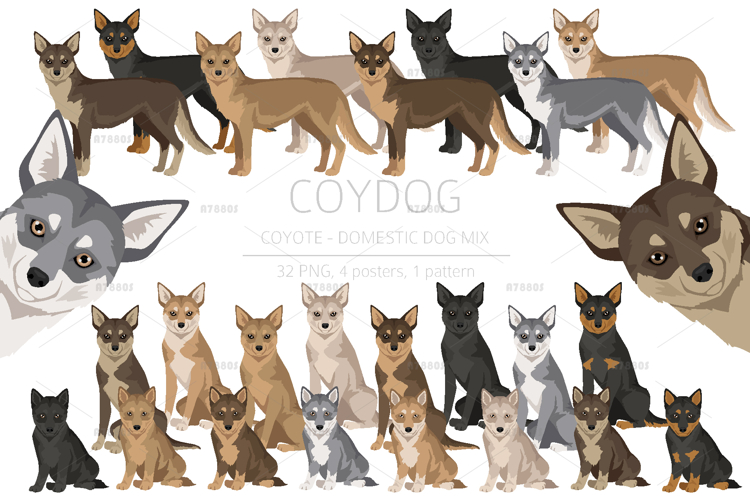 Coyote Clipart