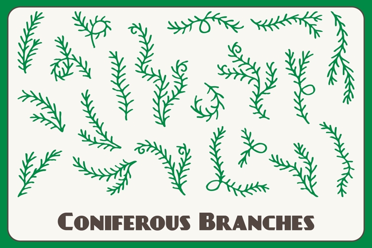 Coniferous Branches PNG Clipart
