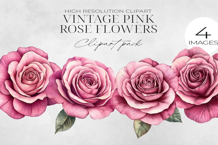 Pink Rose Png Image 6