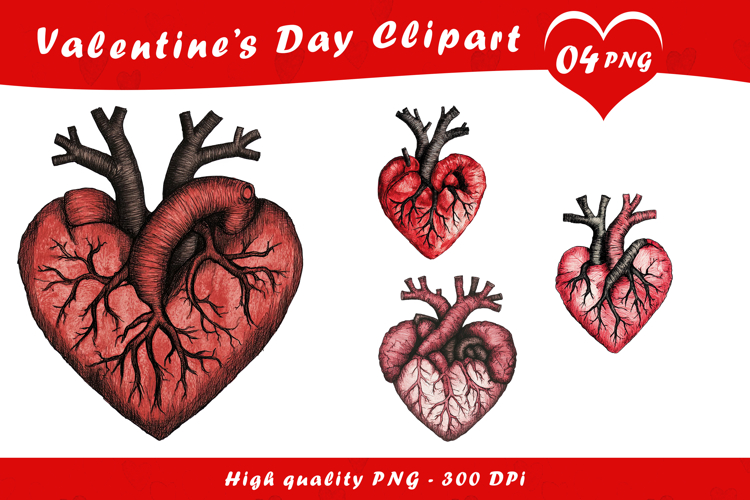 Human Heart Illustration