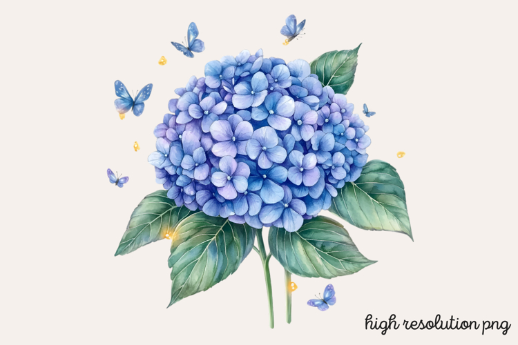 Hydrangea Png Image 2