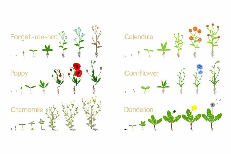 Dandelion Clipart Image 7
