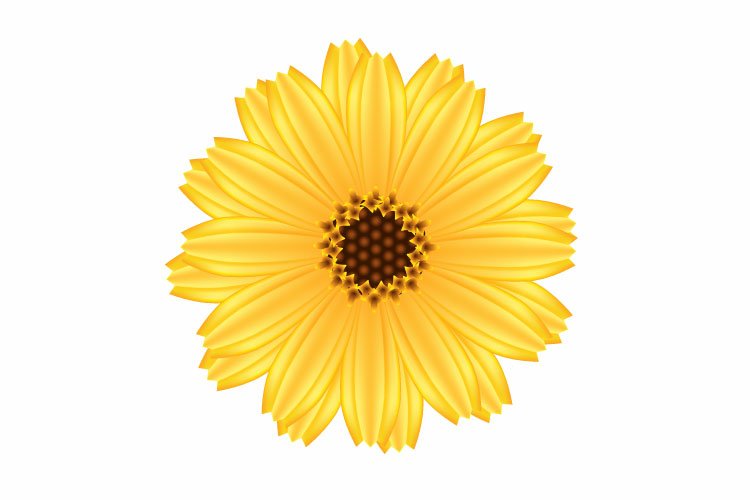 Marigold Clipart Image 4