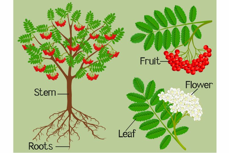 Parts of the plant red rowan on a green background.