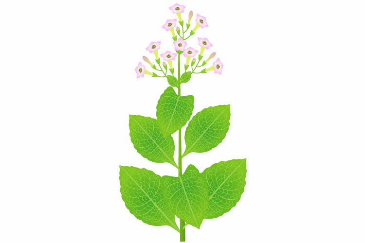Culture Clipart Image 22