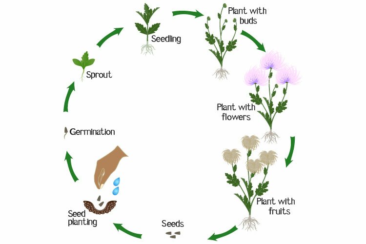 A growth cycle of a chrysanthemums flowers on a white background.