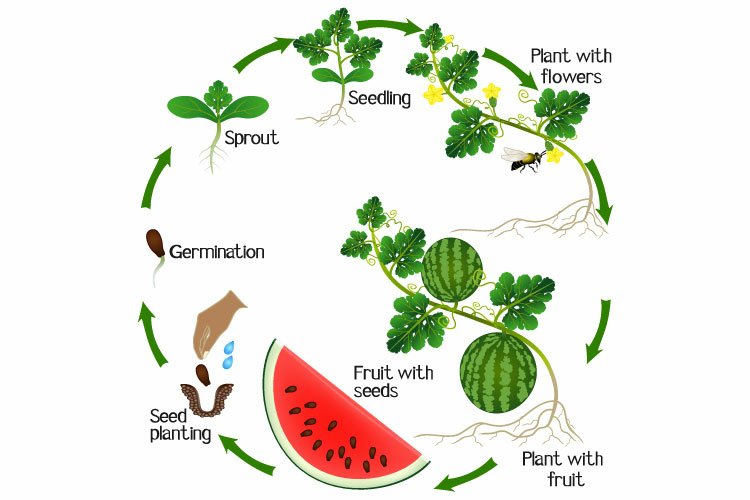 A growth cycle of a watermelon plant on a white background.
