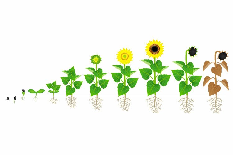 Cycle of growth of sunflower plant isolated on white background.